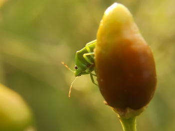 Close-up of insect on plant