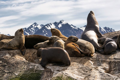 High angle view of sea resting on rock against sky