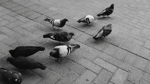 High angle view of pigeons on footpath