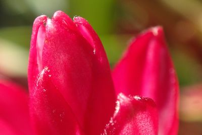 Close-up of pink rose flower
