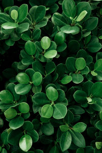 Full frame shot of green leaves