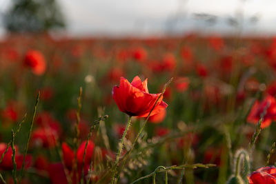 Close-up of red poppy flower on field