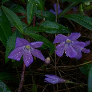 Close-up of purple flowering plants