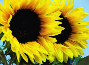 Close-up of sunflower