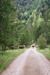 View of sheep on road amidst trees