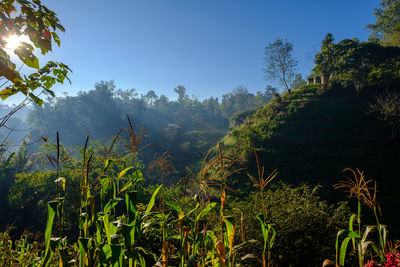 Plants growing on field against clear sky