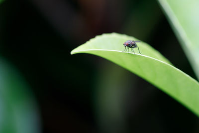 Close-up of insect on leaf