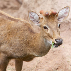 Close-up of deer