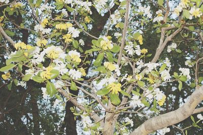 Leaves on tree
