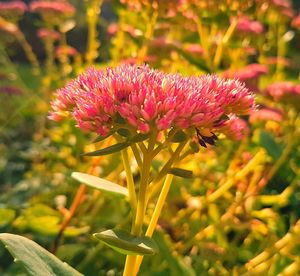 Close-up of flower blooming on field