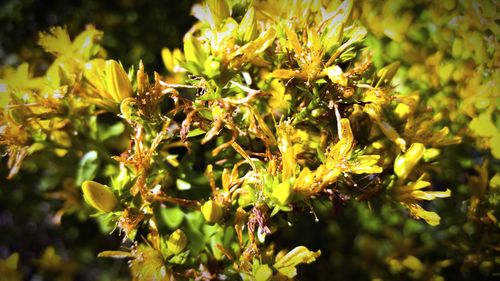 Close-up of yellow flowers