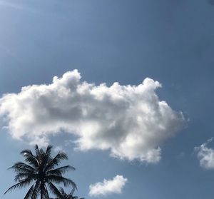 Low angle view of coconut palm tree against sky