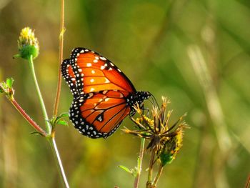 Close-up of butterfly pollinating on flower