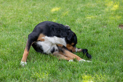 Dog relaxing on field