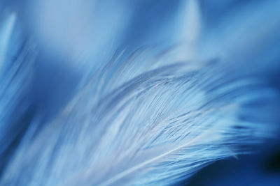 Close-up of feather