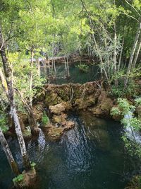 Plants growing by river in forest