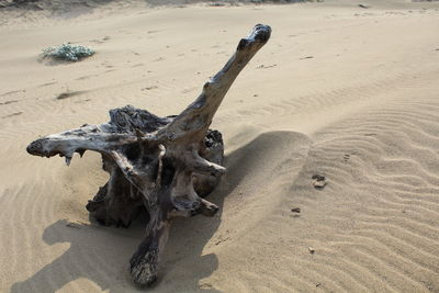 High angle view of driftwood on sand