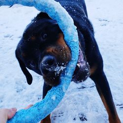 Close-up of snow covered dog during winter