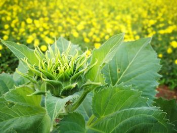 Close-up of green plant on field