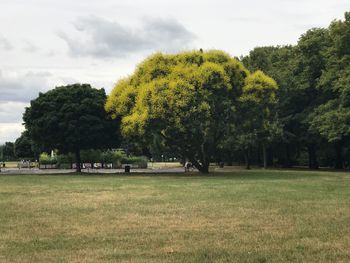 Trees on field against sky