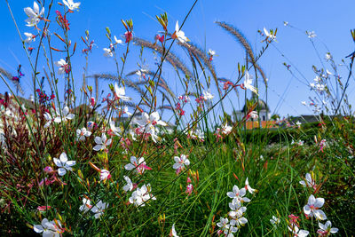 Close-up of plants growing on field against sky