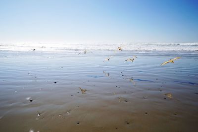 Flock of birds on beach