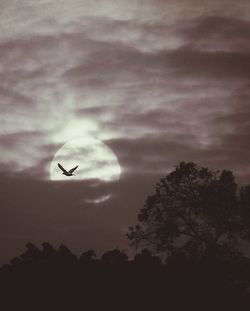 Low angle view of birds flying in sky