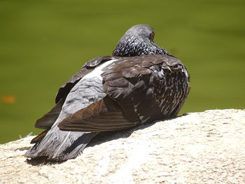 Close-up of bird perching