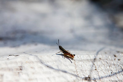 Close-up of insect