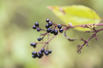 Close-up of berries growing on plant 