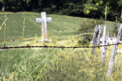 Close-up of plants on field