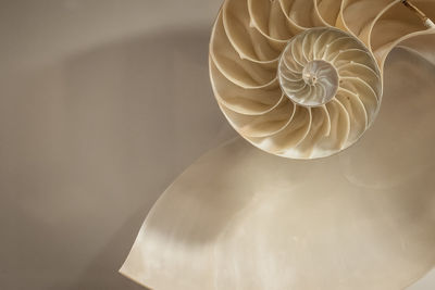 Directly below shot of seashell decoration hanging on white ceiling