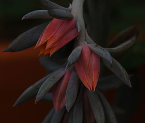 Close-up of red flowering plant