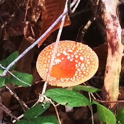 Close-up of mushroom