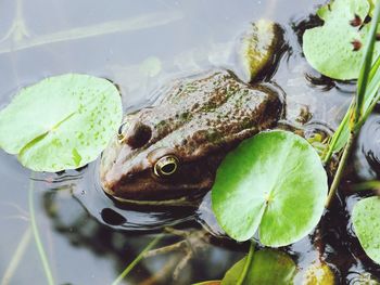 Close-up of frog in water
