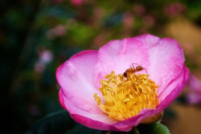 Close-up of honey bee pollinating on pink flower