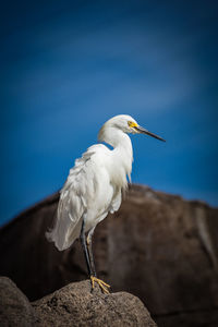 Seagull perching on rock