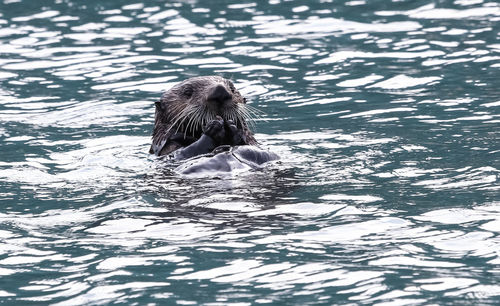 Otter swimming in lake