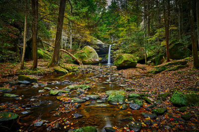 Plants growing by stream in forest