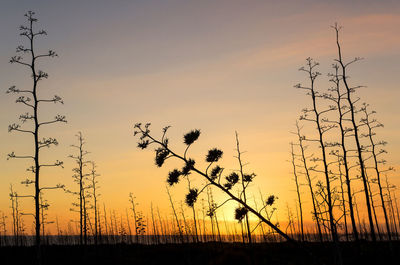Silhouette plants on field against sky during sunset