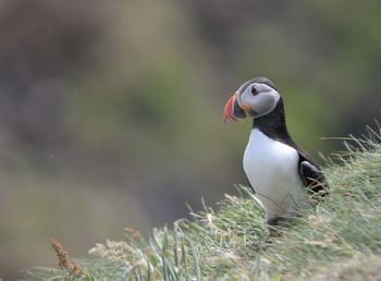 Close-up of a bird