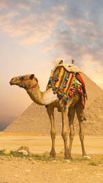 Camel on sand against sky