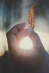 Close up woman holding fern leaf at sunset concept photo