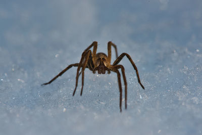 Close-up macro of a spider in the snow