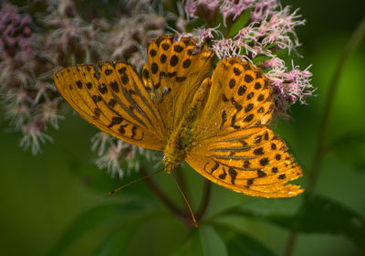 Close-up of butterfly pollinating on yellow flower