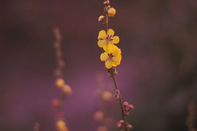 Close-up of yellow flowering plant