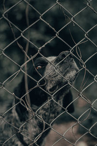 Close-up of monkey on chainlink fence at zoo