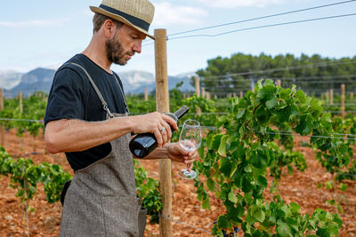 Adult man harvesting ripe grapes from vine on cloudy day on farm serving red wine with bottle in glass