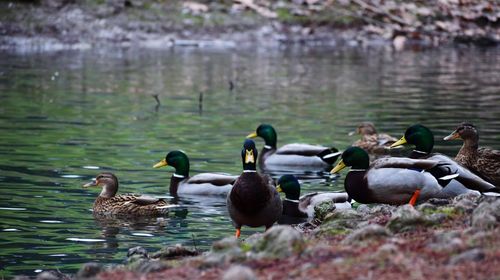 Ducks swimming in lake