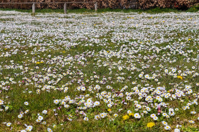 Close-up of white flowering plants on field